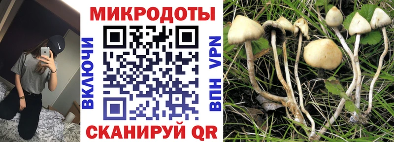 Псилоцибиновые грибы Psilocybe  Купить  Краснодар 